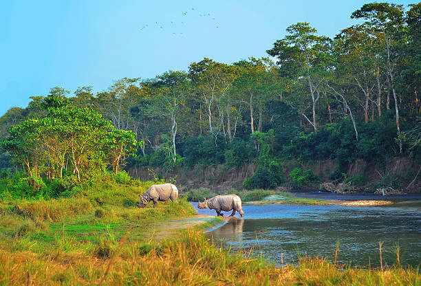 Chitwan Tour