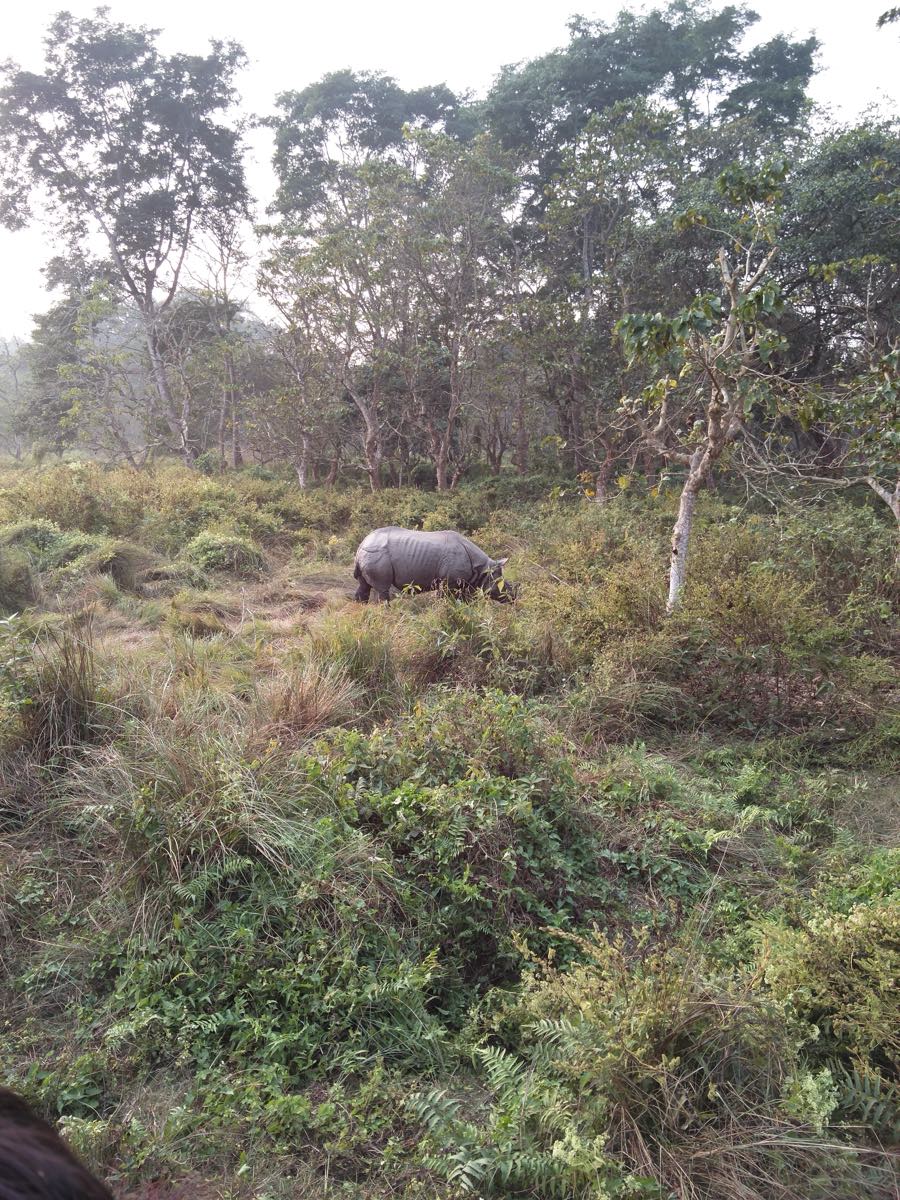 Chitwan Tour