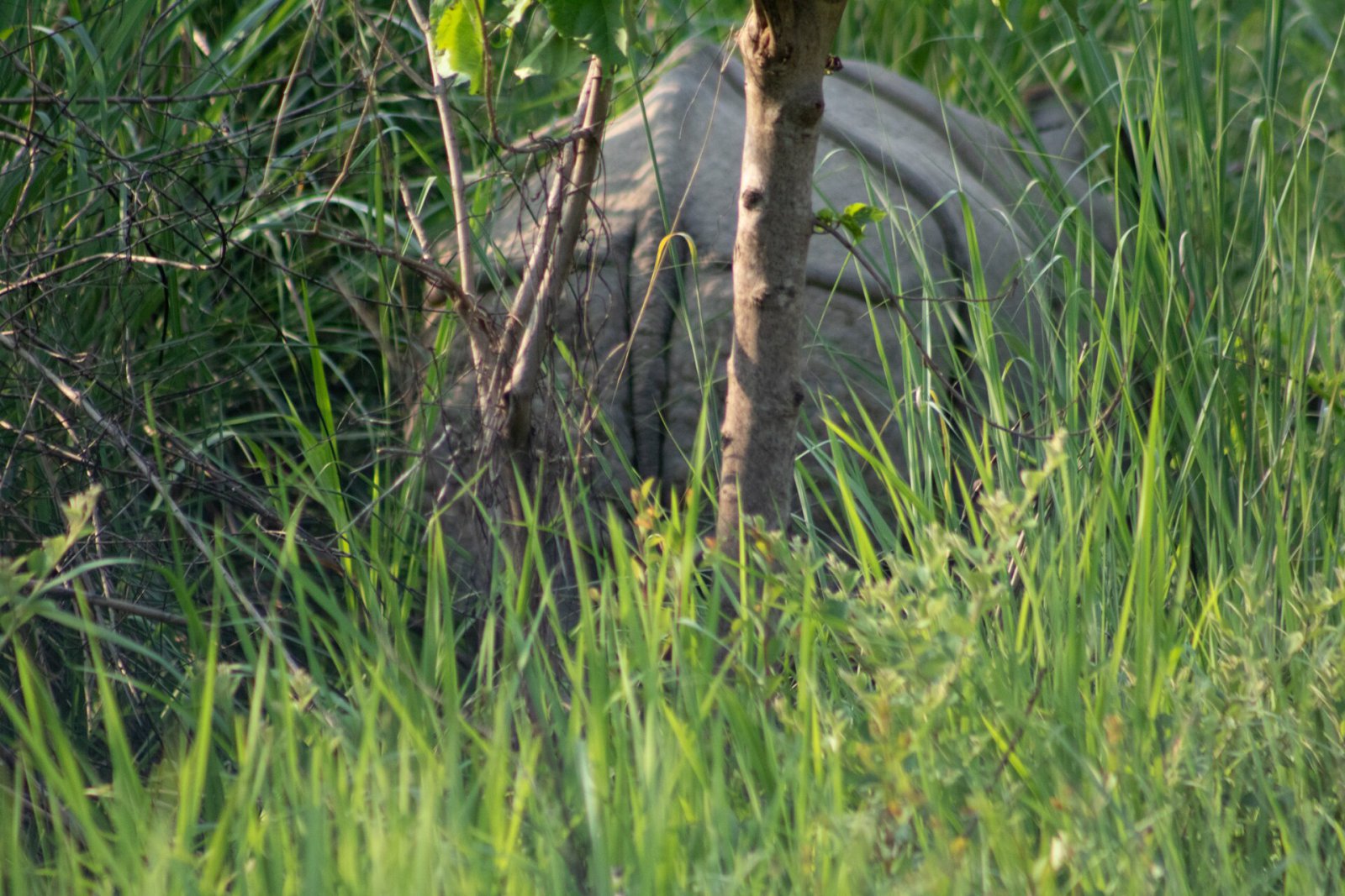 Chitwan Jungle Safari Tour